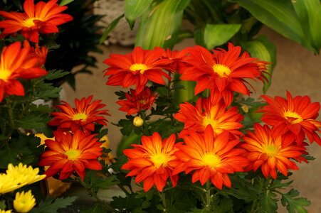 Popular Red Daisy Flower photo