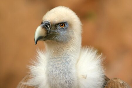 Animal portrait wild animal animal world photo