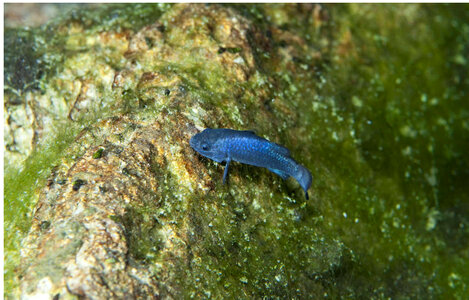 Devils Hole pupfish-1
