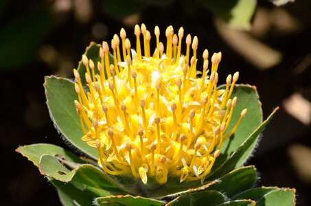 South african protea cordifolium photo