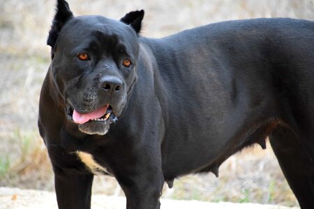 Animal black canine