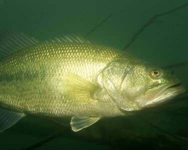 Fish largemouth Micropterus salmoides photo