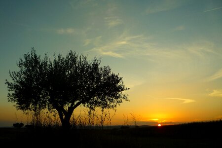 Olive sunset field