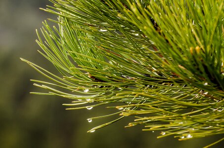 Water drop pine needles