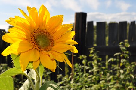 Sunflowers summer agriculture