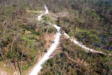 Forest hurricane 