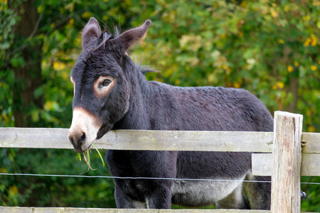 Donkey Eating photo