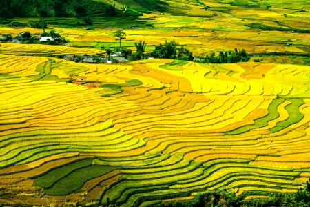 Fields terraced colourful photo