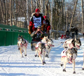 Animal athlete canine photo