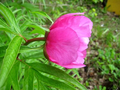 Beautiful Flowers botany flower garden