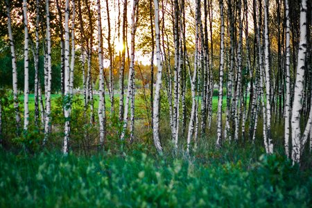 Forest woods sunset