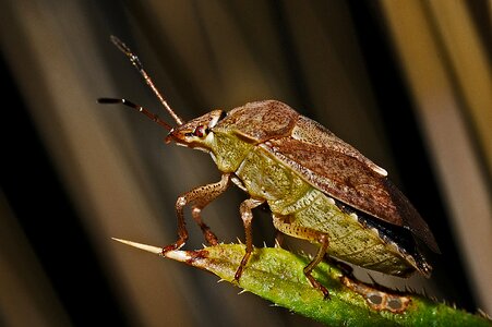 Invertebrate arthropod nature