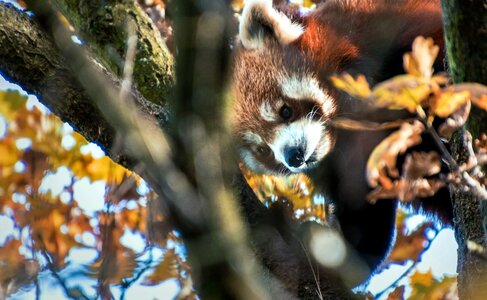 Animal autumn autumn season