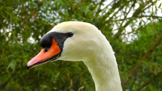 Nature head plumage photo