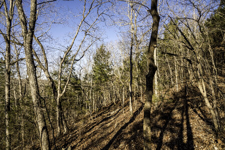 Trees in the winter in the Current River Trail in Echo Bluff State Park, Missouri photo