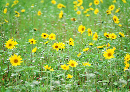 Tropical sunflower field photo