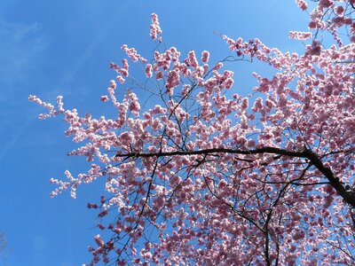 Japanese cherry trees cherry blossom blossom