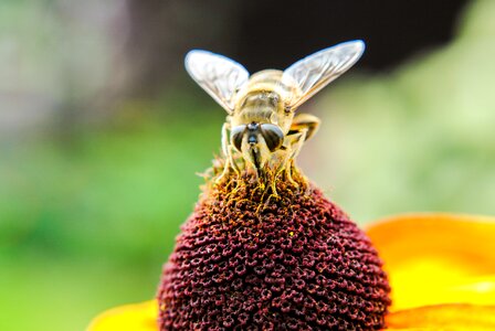 Nectar macro flower photo