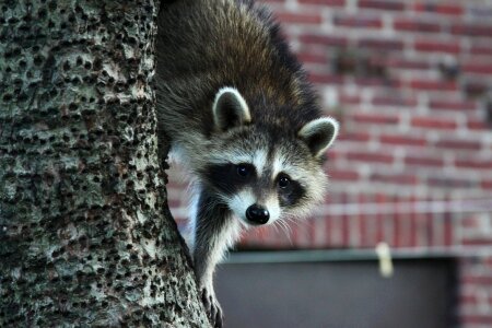 Wildlife wild mammal