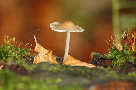Forest autumn fungus on tree stump photo