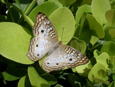 Insect wildlife green butterfly photo