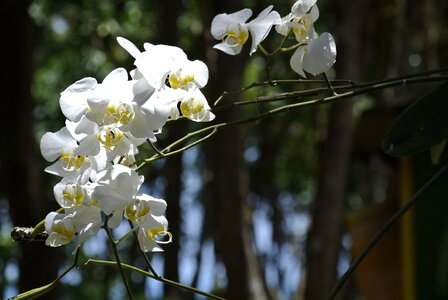 White flower nature