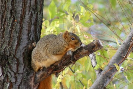 Animal chipmunk 