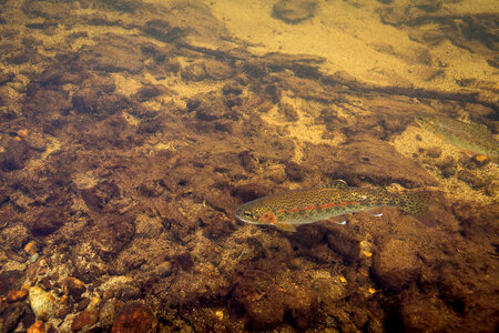 Rainbow trout swim in Meadow Creek-3