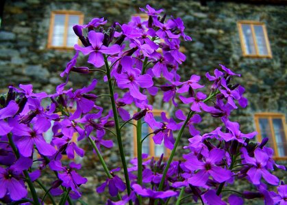 Purple flower spring flower flower garden