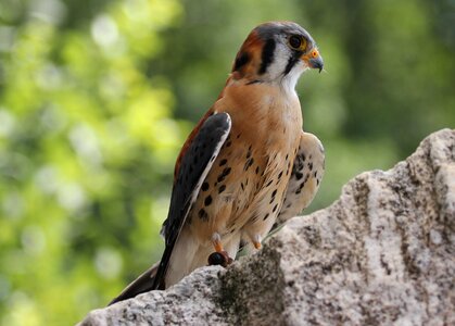 Falcon adler bird of prey photo