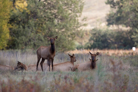Elk herd photo