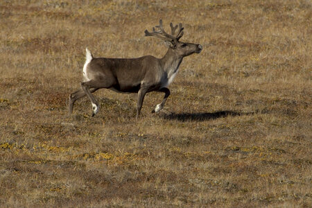 Galloping caribou photo