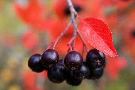 black berried