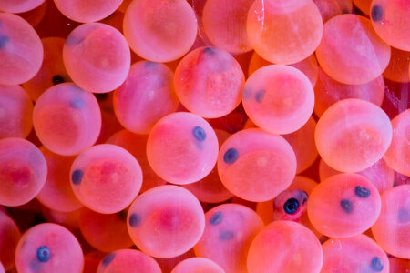Rainbow trout eggs-4