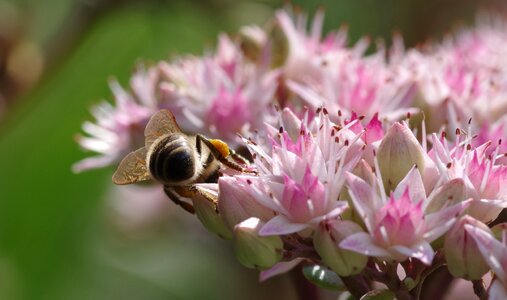 Honey bee late summer pollination photo