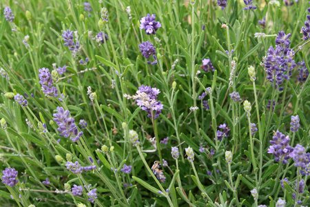 Lavender field flower photo