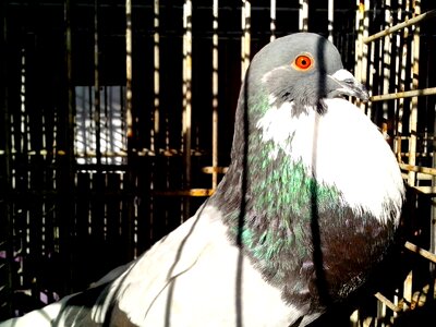 Dove great plumage