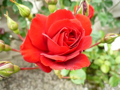 Red rose bloom flowers photo