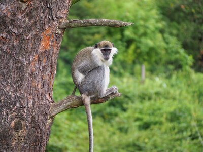Zoo animal äffchen