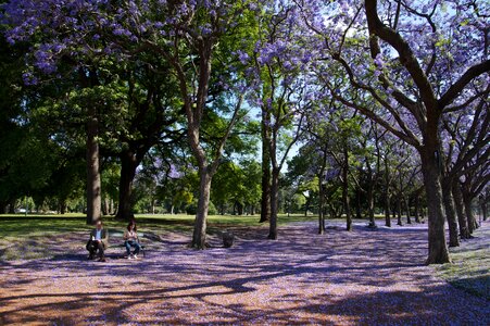 Violet lilac landscape