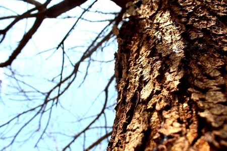 Abstract bark branch