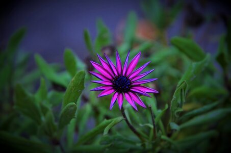 Plant natural flower photo