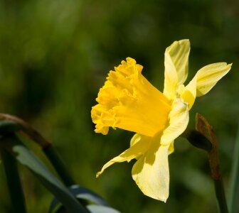 Daffodil Flower Close-up photo