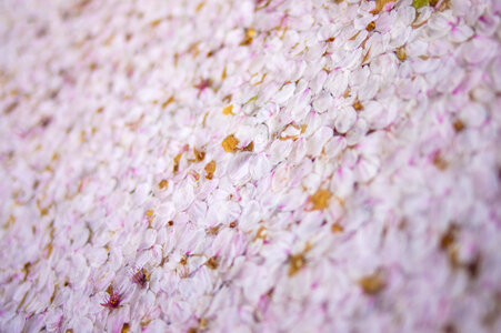 65 Cherry tree