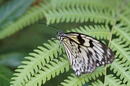 Animal arthropod biology