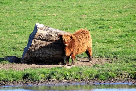 Nature livestock landscape