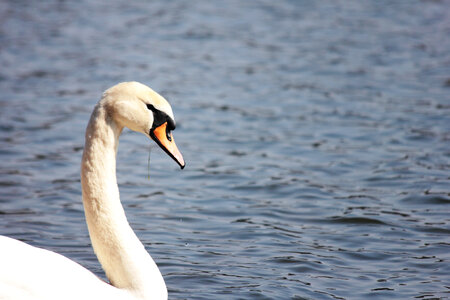 Beautiful Swan photo