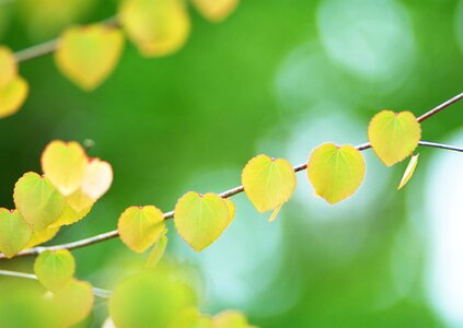 Summer or spring nature concept with green leaves photo