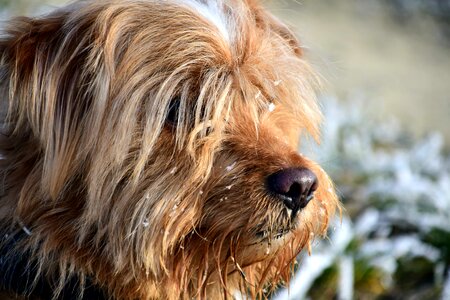 Adorable animal beautiful photo