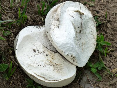 Large umbrinum calvatia mushroom genus